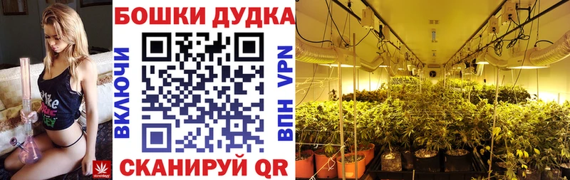 Каннабис планчик  Купить где  Зуевка 